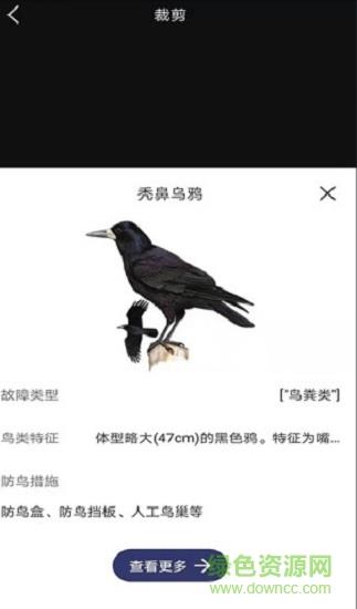 图音识鸟