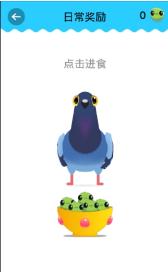 乱啄的鸽子